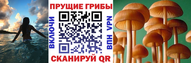 Купить где  Гороховец  Псилоцибиновые грибы GOLDEN TEACHER 